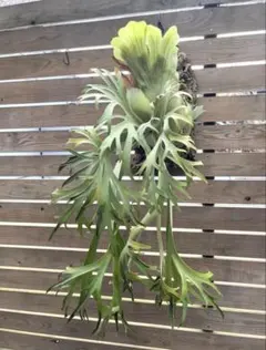 P.willinckii ' 月光爪哇 ' 胞子 - メルカリ