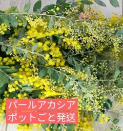 あーキー様専用 パールアカシア 3本立ち 常緑樹 シンボルツリー 76