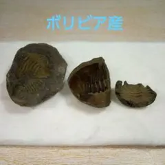 三葉虫　化石　fossil　ボリビア産　ノジュール　化石個体番号①のサムネイル