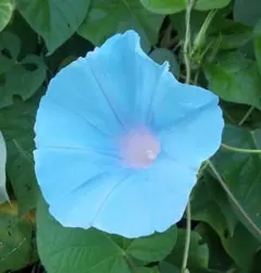 かよこさん様 リクエスト 2点 まとめ商品