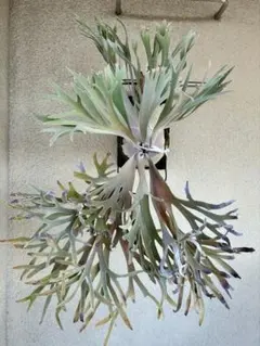 2026年最新】pedro tatsutaの人気アイテム - メルカリ