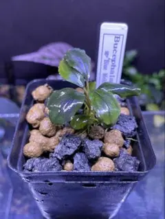 2025年最新】ブセファランドラ ブルーメロンの人気アイテム