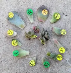 【メルカリ便】桜鬼つき　おらいさん　レア品種葉挿しセット　11点 メルカリ便】桜鬼つき おらいさん レア品種葉挿しセット 15点 - メルカリ