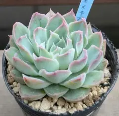 ウズラヒメ様 リクエスト 2点 まとめ商品