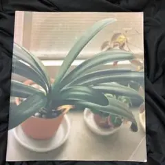 2025年最新】生きている 佐内正史の人気アイテム - メルカリ