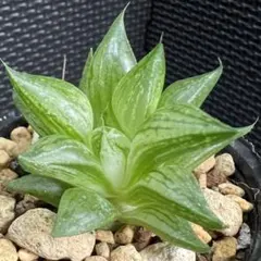 多肉植物 　旧氷砂糖 錦　抜き苗 2025年最新】旧氷砂糖錦の人気アイテム - メルカリ