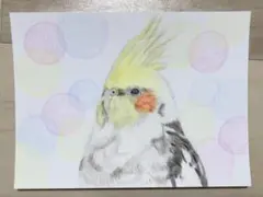 オカメインコ 微睡み 色鉛筆画 原画 イラスト