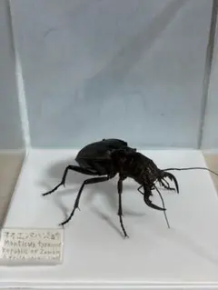 2025年最新】オオエンマハンミョウ 標本の人気アイテム - メルカリ