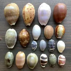 2026年最新】貝殻 標本 タカラの人気アイテム - メルカリ