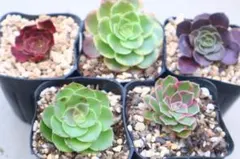 2026年最新】観葉植物の人気アイテム - メルカリ