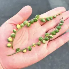 多肉植物　斑入りグリーンネックレス　大人気品種　2カット　お買い得