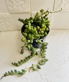 多肉植物 ペンデンス 抜き苗 - メルカリ