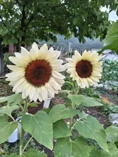 りーこ様 リクエスト 4点 まとめ商品