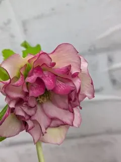 大木ナーサリー様株 クリスマスローズ セミダブル 糸ピコティー 開花株