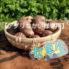 2026年最新】里芋女早生の人気アイテム - メルカリ