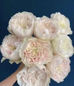 薔薇 バラ苗 開花中苗 DAローズ 挿木苗3年目 Charit* - メルカリ