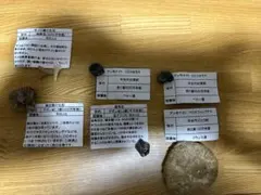 希少】値下げ！イルカ スナメリ10本セット 背骨 椎骨 標本 骨格標本