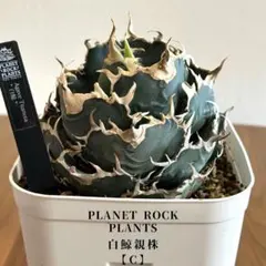 白鯨極上株/PLANET ROCK PLANTS 白鯨子株【C253】/PLANET ROCK PLANTS - メルカリ