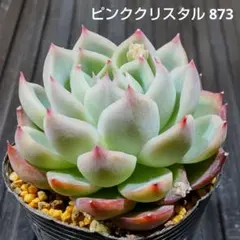 ピンククリスタル 873 エケベリア 多肉植物 抜き苗