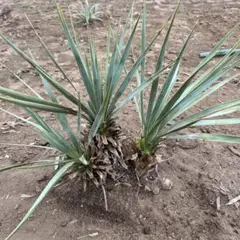 ユッカロストラータ トリプルヘッド - メルカリ