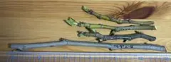 超希少樹種！ イチジク穂木纏めて出品 デルエミスタンス、カルデローナマイナー、他のサムネイル