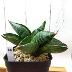 サンスベリア アンドロメダ Sansevieria Andromeda 1 - メルカリ