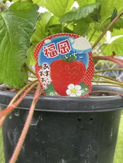 大*然様 福岡S6号 いちご苗 ラスト1苗 - メルカリ