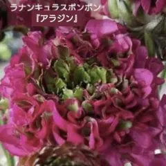 宿根草【正規品】ラナンキュラス ポンポン『キャンディ』 土を落とさず