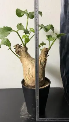キフォステンマ マクロプス　塊根植物　発根済み　鉢のまま発送のサムネイル