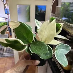 ホヤ　リップカラー　トリカラー　土植え　多肉植物