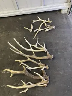北海道　エゾシカ　ツノ　8本とおまけ