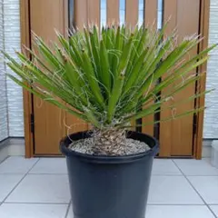 ビ*ー様 【実生】ユッカフィリフェラ(6号鉢)ドライガーデン ロストラータ好きに ビ*ー様 【実生】ユッカフィリフェラ(6号鉢)ドライガーデン