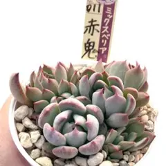 ほ*か様 【極上苗】ミックスベリア 赤鬼 多肉植物 おらいさん 自家繁殖苗