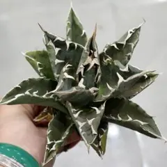 2026年最新】ゴジラ 台湾の人気アイテム - メルカリ