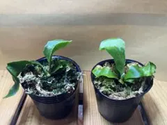 ビカクシダセット17株 2025年最新】ビカクシダ 胞子 セットの人気アイテム - メルカリ