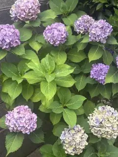 紫陽花 ガクアジサイ6種類 挿し穂 各1本ずつ ラスト商品 ネコポス発送