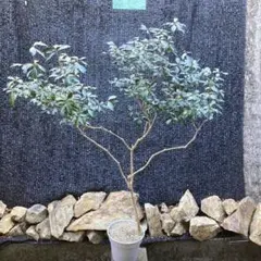 2026年最新】＝天然山採りの人気アイテム - メルカリ