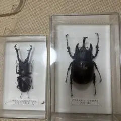 2025年最新】ゾウカブト標本の人気アイテム - メルカリ