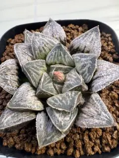 62h 多肉植物 ハオルチア 実生苗 自家繁殖 鉢植え発送 - メルカリ