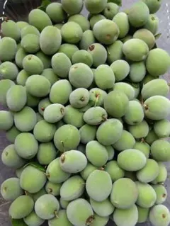 （kimi様専用）ネコポス　白梅青梅ネコポスいっぱい