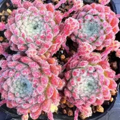 P.フレディ１つセンペルビウム多肉植物のサムネイル