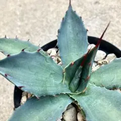 2025年最新】ワコマヒーの人気アイテム - メルカリ