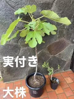 実付き イチジク 大株 + おまけナツメ小苗一本のサムネイル