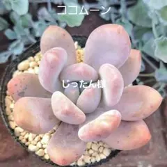 じったん様専用