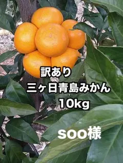 ★soo様★訳あり三ヶ日青島みかん 10kg