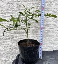 コブミカン苗　 Kaffir lime มะกรูดอายุ3ปีのサムネイル