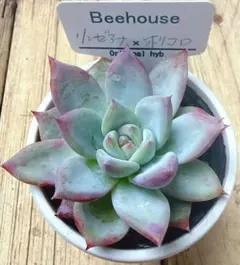 Beehouse リンぜアナ✖️ホリコロ 札付き 抜き苗 - メルカリ