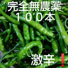 青唐辛子　生唐辛子　インドジンウソツカナイ　激辛唐辛子　８月５日８時収穫のサムネイル