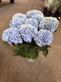 ☆ハイドランジア☆アジサイ☆寿☆4号鉢☆希少☆再入荷☆秋色 - メルカリ