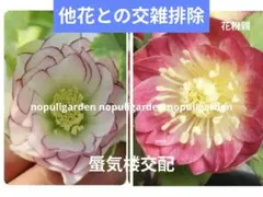 2026年最新】大木ナーセリーの人気アイテム - メルカリ